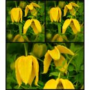 Clematis tangutica 60/100~ kleine sonnige...
