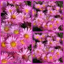 Kissenaster ~ Aster Herbstgruß vom Bresserhof...