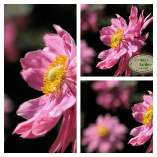 Herbstanemone ~ Anemone Bressingham Glow~im großen 3 Liter XL 3 Liter Topf~Herbst-Ball der Prinzessinnen- Bienenschwarm