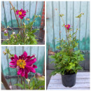 Herbstanemone ~ Anemone Bressingham Glow~im großen 3 Liter XL 3 Liter Topf~Herbst-Ball der Prinzessinnen- Bienenschwarm