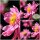 Herbstanemone Anemone ‘Bressingham Glow’ 3 Liter XL Topf ~Herbst-Ball der Prinzessinnen~ leuchtendes Purpurrosa lange Blüte-toll für Sträuße