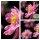 Herbstanemone ~ Anemone Bressingham Glow~im großen 3 Liter XL 3 Liter Topf~Herbst-Ball der Prinzessinnen- Bienenschwarm