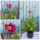Herbstanemone ~ Anemone Bressingham Glow~im großen 3 Liter XL 3 Liter Topf~Herbst-Ball der Prinzessinnen- Bienenschwarm