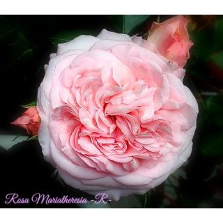 Rose Mariateresia -R- im großen 7 Liter-  Rosen-Romantik im zarten Rosa