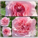 Rose Mariateresia -R- im großen 7 Liter-  Rosen-Romantik im zarten Rosa