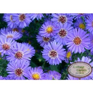 Aster Mittelmeer ~ Kissenaster im Topf gewachsen~ Blautöne wie aus himmlischen Sphären