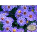 Aster Mittelmeer ~ Kissenaster im Topf gewachsen~...