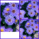 Aster Mittelmeer ~ Kissenaster im Topf gewachsen~...