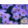 Aster Mittelmeer ~ Kissenaster im Topf gewachsen~ Blautöne wie aus himmlischen Sphären