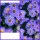 Aster Mittelmeer ~ Kissenaster im Topf gewachsen~ Blautöne wie aus himmlischen Sphären