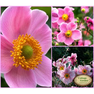Herbstanemone ‘September Charm’ ~ romantischer Blütenzauber bis in den Herbst ~ Bienenliebling in zartem Rosa