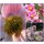 Herbstanemone ~  Anemone September Charm ~kräftige im Topf P 0,5~ Herbst-Ball der Prinzessinnen !