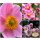 Herbstanemone ‘September Charm’ ~ romantischer Blütenzauber bis in den Herbst ~ Bienenliebling in zartem Rosa