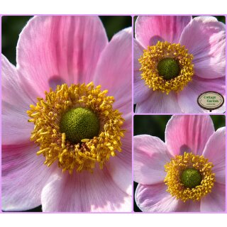 Herbstanemone ~ Anemone Robustissima~ kräftige im Topf P 0,5 ~ Herbst-Ball der Prinzessinnen