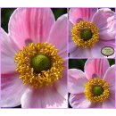 Herbstanemone ~ Anemone Robustissima~ kräftige im...