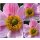 Herbstanemone ~ Anemone Robustissima~ kräftige im Topf P 0,5 ~ Herbst-Ball der Prinzessinnen