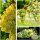 Weinrebe ~ Weintraube Phoenix 3 Liter XL Topf 80/100 cm ~ starke Qualität ~ pilzfest & süßes Muskat-Aroma