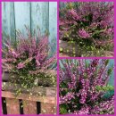 Calluna Heide Lila umspielt von Mühlenbeckia.. Duo...
