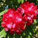 Rhododendron Hachmann´s Feuerschein-R-30/40 im...