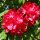 Rhododendron Hachmann´s Feuerschein-R-30/40 im Topf~ großblumige Hybride