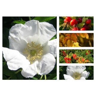 Wild-Rose, weiße Sylterheckenrose Rosa Rugosa Alba~ im 3 Liter XL Topf ~Kartoffelrose~ Blüte & Frucht