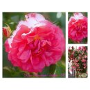 Rose Rosarium Uetersen -R- im großen 4 Liter Topf ~...