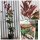 Photinia Red Robin im großen Topf ~ Gartenpflanzen 1A Qualität