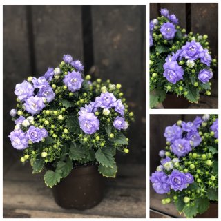 Blauerzauber ~Glockenblume Campanula Like me - blau gefüllt ~Blütenprächtig ~ Blumendeko~ Frische Blumen