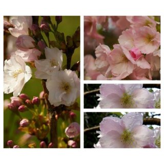 Japanische Säulenkirsche ~ Prunus Amanogawa starke 60/100 im Topf ~ dekorativer Raumbildner!