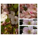 Japanische Säulenkirsche ~ Prunus Amanogawa starke...
