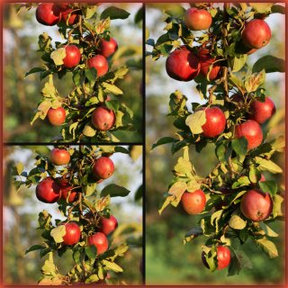 Apfelbaum Topaz-S-~ starke 120-160cm Stammhöhe 40-60cm~ saftig, fein süß-säuerlich-lecker