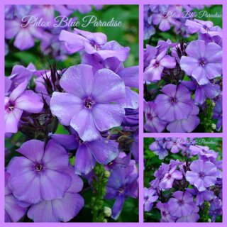 Phlox Blue Paradise ~ im großen Topf - verzaubert mit einem ganz besonderen Farbspiel- Bienenfreundlich