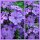 Phlox Blue Paradise ~ im großen Topf - verzaubert mit einem ganz besonderen Farbspiel- Bienenfreundlich