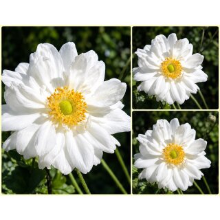 Herbstanemone Anemone ‘Whirlwind’ im Topf~ leuchtend weiße halbgefüllte Blütenpracht ~ zauberhaft für Garten & Vase