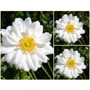 Herbstanemone Anemone ‘Whirlwind’ im Topf~...