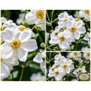 Herbstanemone Anemone ‘Honorine Jobert’...