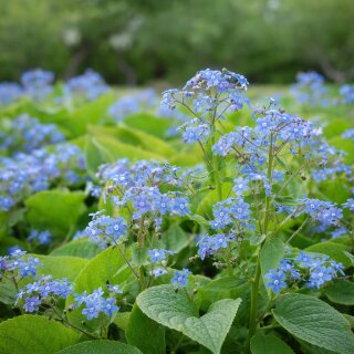 Kaukasusvergissmeinnicht Staude /Brunnera im Topf ~ Frühling läßt sein blaues Band