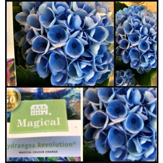 Magical Hortensie blau jetzt knospig/blühend starke Qualität ~150 Days of Colour ~ Magical Revolution ~ TOP Qualität