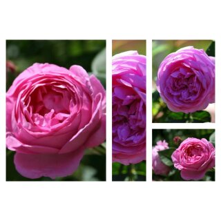 Louise Odier ~ Güteklasse IA~ Eine Bourbon Rose für die Seele