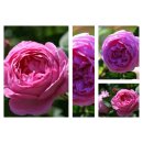 Louise Odier ~ Güteklasse IA~ Eine Bourbon Rose...