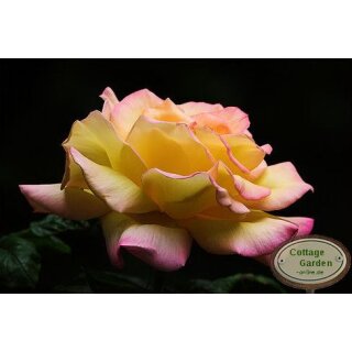 Edelrose Gloria Dei Peace ~Die wohl bekannteste der Welt-Güteklasse IA