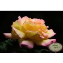 Edelrose Gloria Dei Peace ~Die wohl bekannteste der...