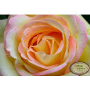 Edelrose Gloria Dei Peace ~Die wohl bekannteste der...