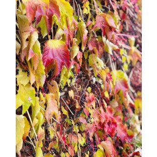Parthenocissus Veitchii 60/100 -wilder Wein- Wandkleid mit Farbgarantie!!