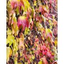 Parthenocissus Veitchii 60/100 -wilder Wein- Wandkleid...