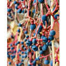 Parthenocissus Veitchii 60/100 -wilder Wein- Wandkleid mit Farbgarantie!!