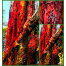 Parthenocissus Veitchii 60/100 -wilder Wein- Wandkleid mit Farbgarantie!!