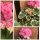 Dänischegeranie~ Pelargonium Prinsesse Sofia~ sommerflowers ~Top