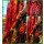 Parthenocissus Veitchii 60/100 -wilder Wein- Wandkleid mit Farbgarantie!!