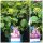 Hortensie Endless Summer " BloomStar  " -R- Ist die weltweit erste durchblühende Garten-Hortensie..